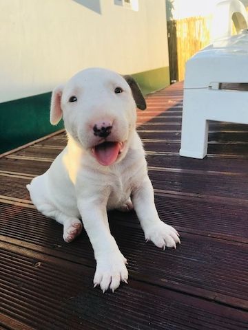 Bullterrier-Welpen. WhatsApp: +44 7469 456352