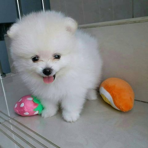 Pomeranian-Welpen. WhatsApp: +44 7469 456352