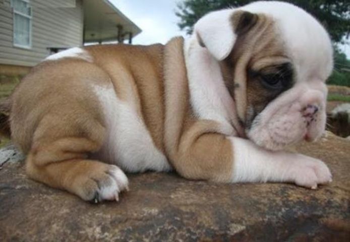 Welpen der Rasse Englische Bulldogge. WhatsApp: +44 7469 456352