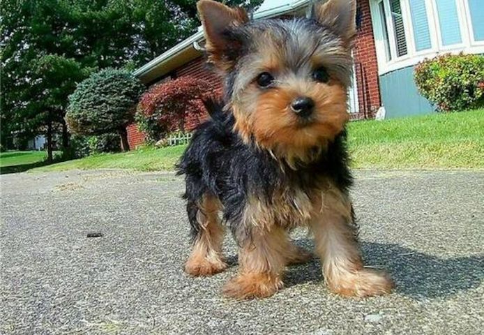 Yorkshire Terrier Welpen. WhatsApp: +44 7469 456352