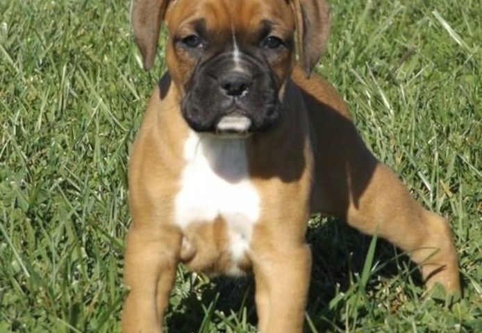 Boxer-Welpen. WhatsApp: +44 7469 456352