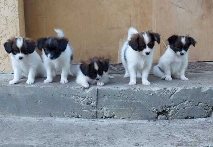 Papillon-Welpen zu verkaufen.