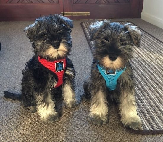 Zwergschnauzer-Welpe zu verkaufen.