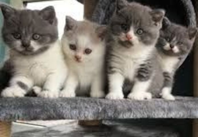Scottish-Fold-Kätzchen