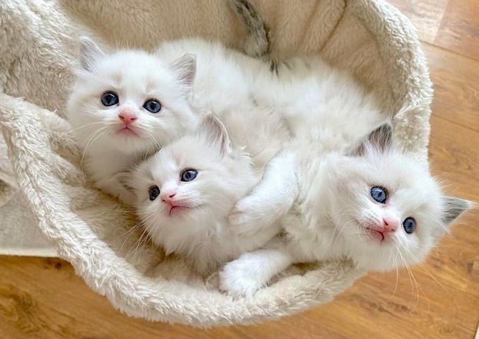 Wunderschöne Ragdoll-Kätzchen.