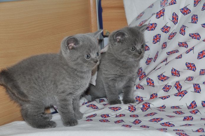 British shorthair kittens for adoption