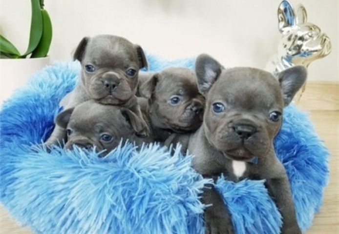Französische Bulldoggenwelpen suchen ein neues Zuhause.