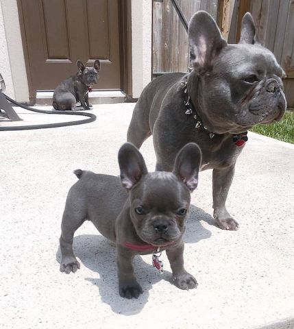Französische Bulldoggenwelpen suchen ein neues Zuhause.