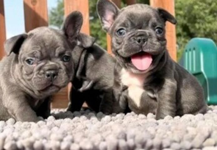 Französische Bulldoggenwelpen suchen ein neues Zuhause.