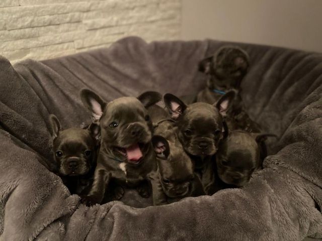 Französische Bulldoggenwelpen suchen ein neues Zuhause.