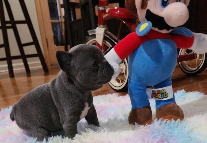 Französische Bulldoggenwelpen suchen ein neues Zuhause.