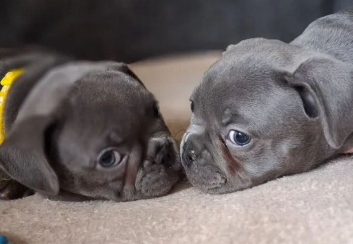 Französische Bulldoggenwelpen suchen ein neues Zuhause.