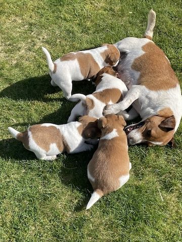 Jack-Russell-Welpen zu vermitteln.