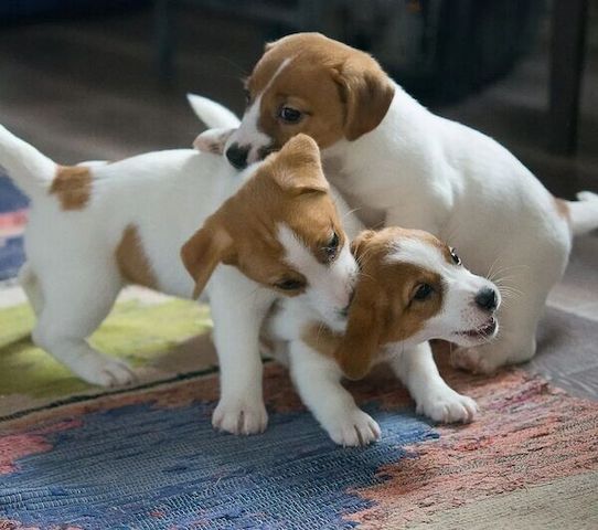 Jack-Russell-Welpen zu vermitteln.