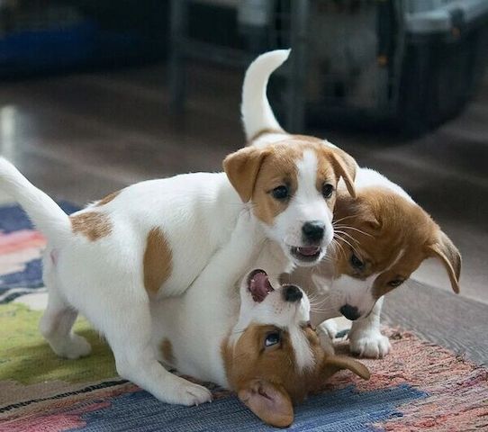 Jack-Russell-Welpen zu vermitteln.