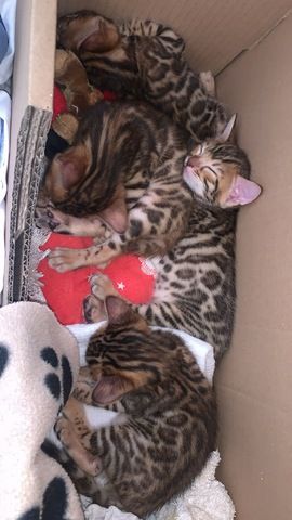 Bengalkitten