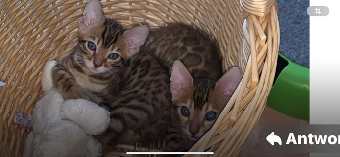 Bengalkitten