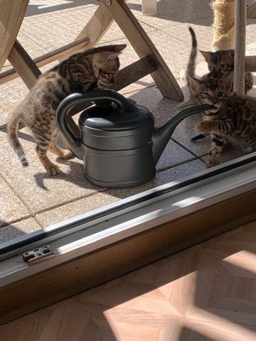 Bengalkitten
