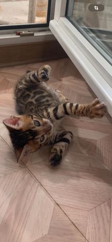Bengalkitten