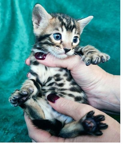 Reinrassige Bengal Kitten