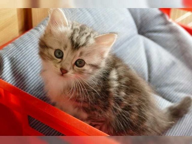 Maine Coon Kätzchen zu verkaufen
