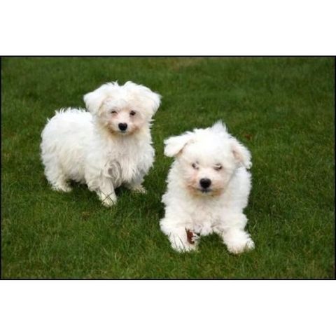 Süße Malteser-Bichon-Welpen verfügbar