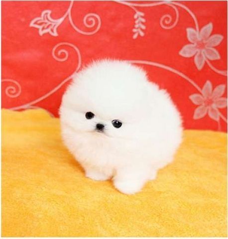 MINI POMERANIAN ZWERGSPITZ BOO WELPEN ZUM VERSCHENKEN