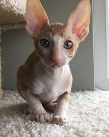 Cornish Rex-Kätzchen mit Papieren zu vermitteln. WhatsApp: +44 7469 456352