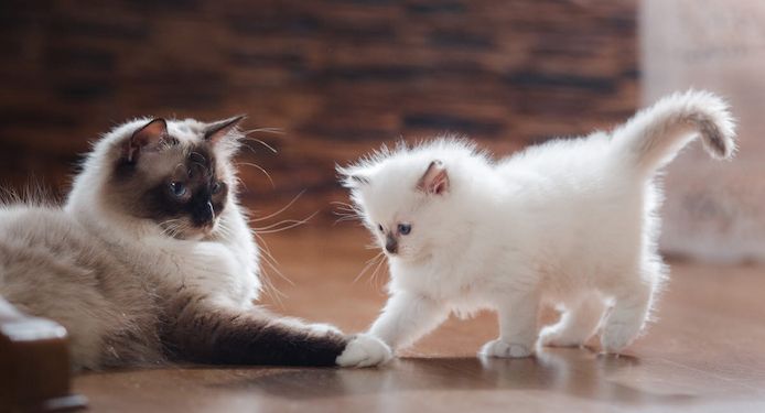 Ragdoll-Katzen-Kätzchen zu verkaufen. WhatsApp: +44 7469 456352