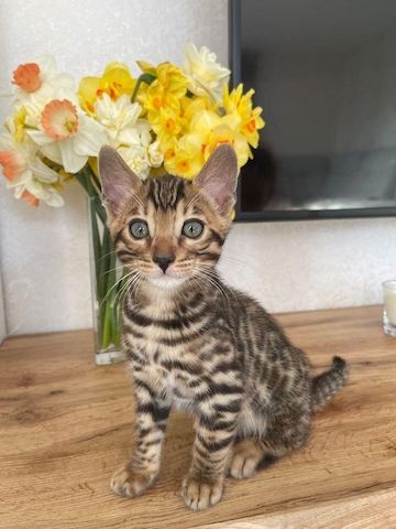 Bengal-Kätzchen suchen ein neues Zuhause. WhatsApp: +44 7469 456352