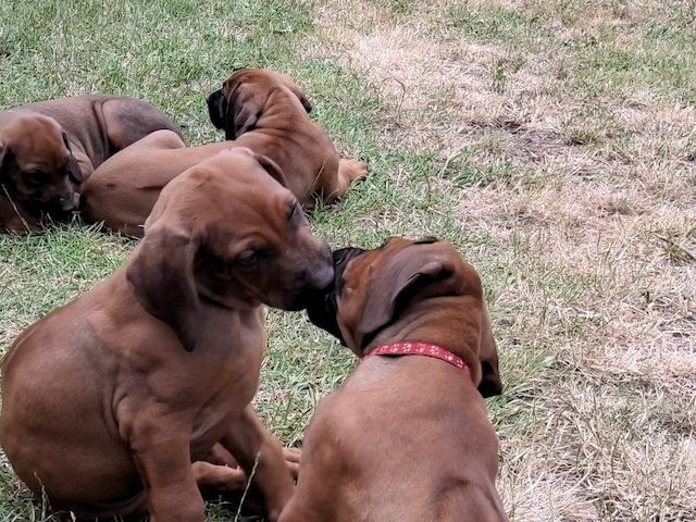 Rhodesian Ridgeback Welpen