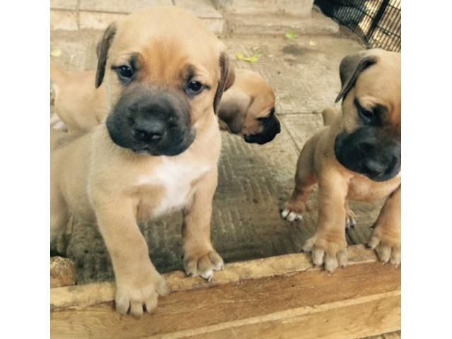 Boerboel-Welpen.whatsapp: +44 7469 456352