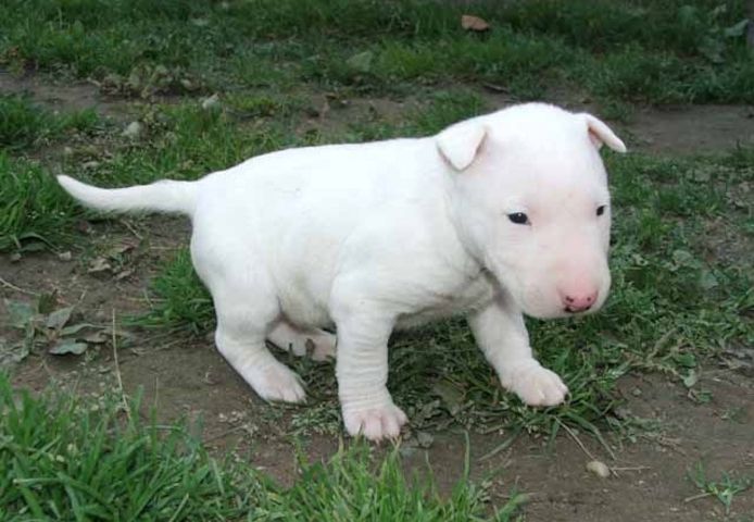 Bullterrier-Welpen. WhatsApp: +44 7469 456352