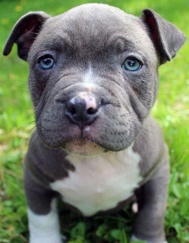 American Pitbull-Welpen. WhatsApp: +44 7469 456352