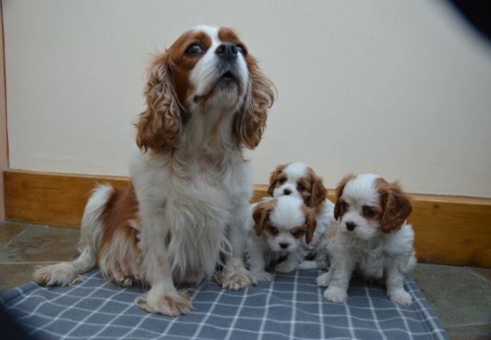Cavalier King Charles Welpen. WhatsApp: +44 7469 456352