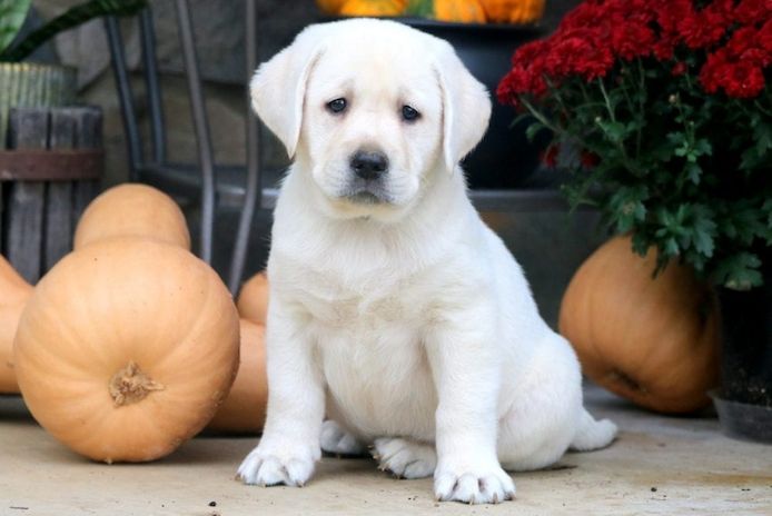 Labrador Welpen. WhatsApp: +44 7469 456352
