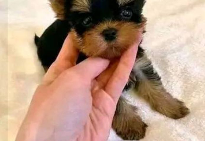 Yorkshire Terrier Welpen. WhatsApp: +44 7469 456352