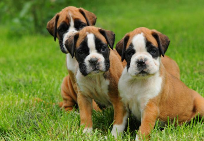 Boxer-Welpen. WhatsApp: +44 7469 456352