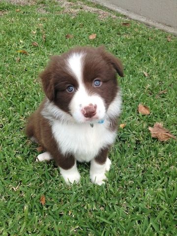 Border-Collie-Welpen. WhatsApp: +44 7469 456352