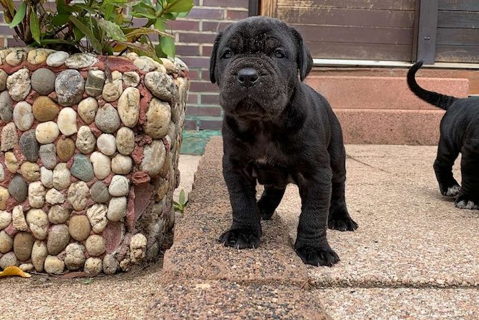 Mastino-Napoletano-Welpen. WhatsApp: +44 7469 456352