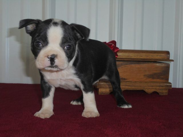 Boston-Terrier-Welpen. WhatsApp: +44 7469 456352