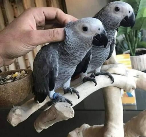 Graupapageien zu verkaufen. WhatsApp: +44 7469 456352