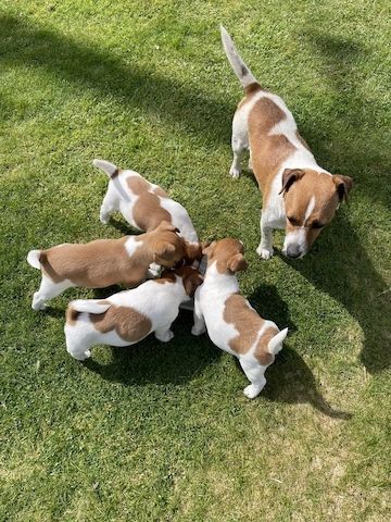 Jack-Russell-Welpen abzugeben.