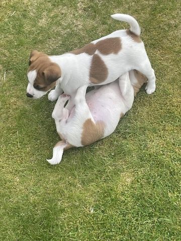 Jack-Russell-Welpen abzugeben.