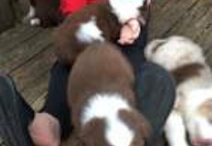 Australische Schäferhundwelpen suchen ein neues Zuhause.