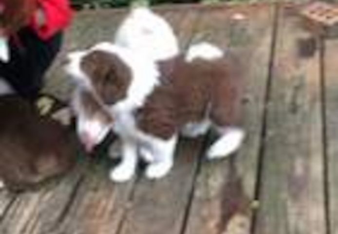 Australische Schäferhundwelpen suchen ein neues Zuhause.