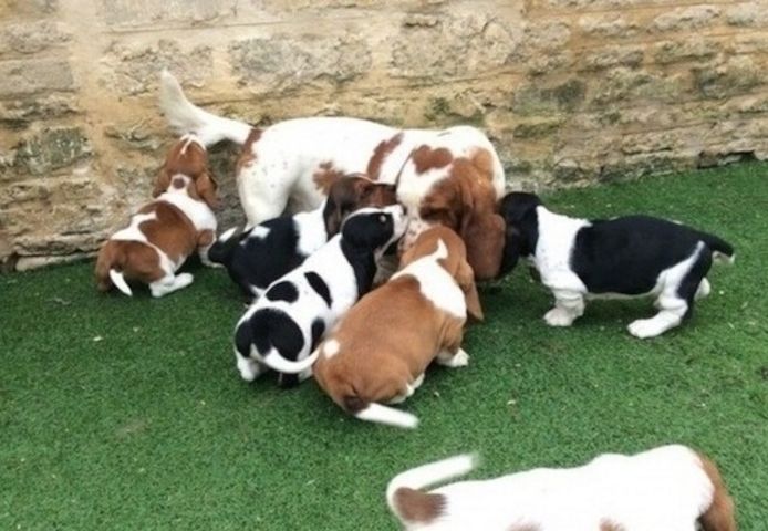 Basset-Hound-Welpen zu vermitteln.