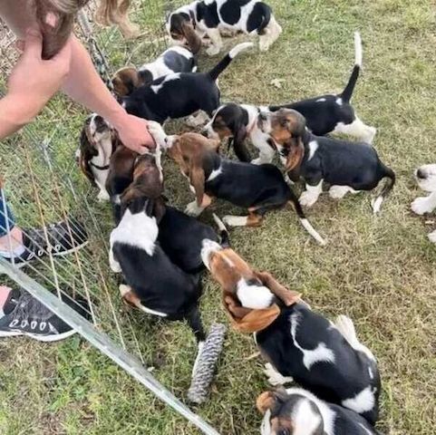 Basset-Hound-Welpen zu vermitteln.