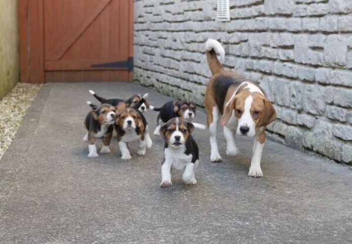 Beagle-Welpen zu verkaufen