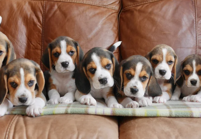 Beagle-Welpen zu verkaufen